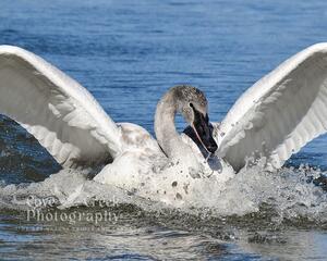 An 8" x 10" matte finish archival quality print of a trumpeter swan available at Cove Creek Photography.